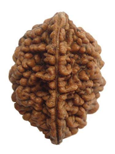 Natural 2 Mukhi Rudraksha