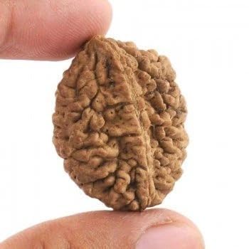 1 Mukhi Nepali Rudraksha image 2