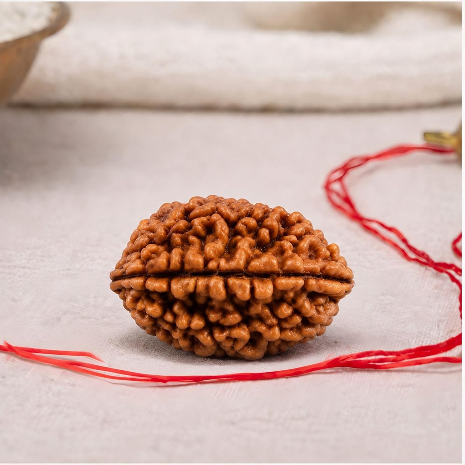 Natural 2 Mukhi Rudraksha